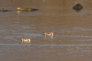 Northern Pintail (Anas acuta)