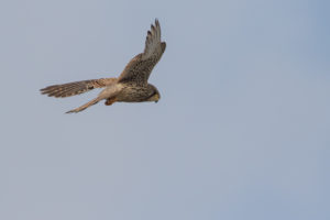 Eurasian Kestrel (Falco tinnunculus)