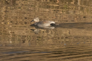 Gadwall (Mareca strepera)