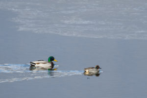 Green-winged Teal (Anas crecca)