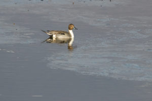 Northern Pintail (Anas acuta)