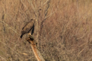 Greater Spotted Eagle (Clanga clanga)