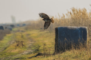 Common Buzzard (Western) (Buteo buteo buteo)