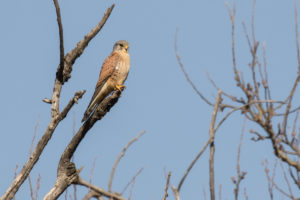 Eurasian Kestrel (Falco tinnunculus)