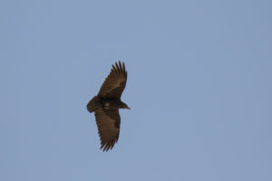 Fan-tailed Raven (Corvus rhipidurus)