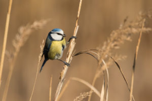 Eurasian Blue Tit (Cyanistes caeruleus)