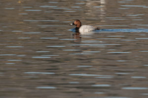 Common Pochard (Aythya ferina)