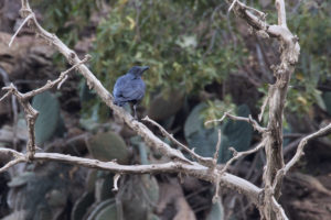 Fan-tailed Raven (Corvus rhipidurus)