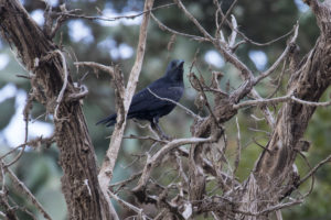 Fan-tailed Raven (Corvus rhipidurus)