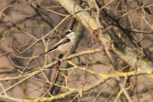 Long-tailed Tit (Aegithalos caudatus)