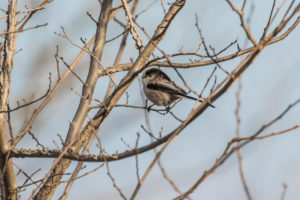 Long-tailed Tit (Aegithalos caudatus)