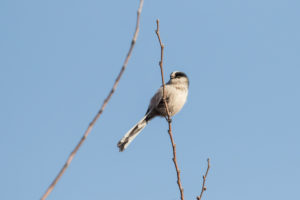 Long-tailed Tit (Aegithalos caudatus)