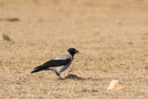 Hooded Crow (Corvus cornix)