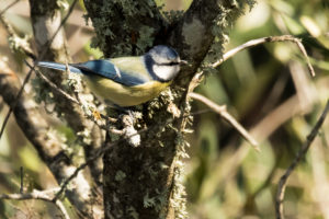 Eurasian Blue Tit (Cyanistes caeruleus)