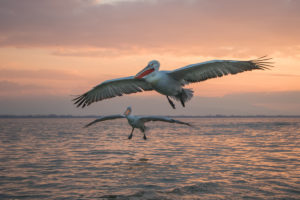 Dalmatian Pelican (Pelecanus crispus)