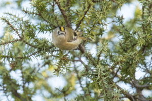 Goldcrest (Regulus regulus)