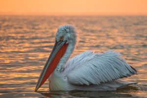 Dalmatian Pelican (Pelecanus crispus)