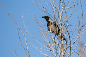 Hooded Crow (Corvus cornix)