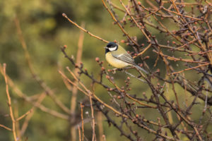 Great Tit (Parus major)