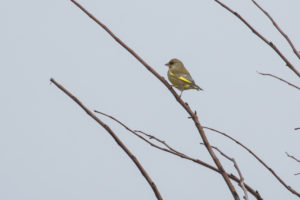 European Greenfinch (Chloris chloris)