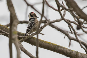 Lesser Spotted Woodpecker (Dryobates minor)