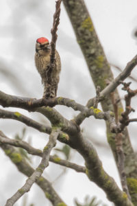 Lesser Spotted Woodpecker (Dryobates minor)