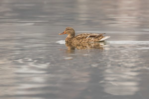 Mallard (Anas platyrhynchos)