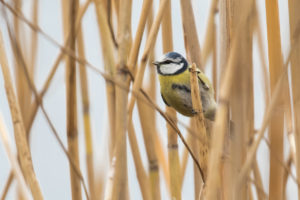 Eurasian Blue Tit (Cyanistes caeruleus)