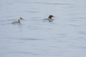 Common Merganser (Mergus merganser)