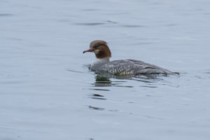 Common Merganser (Mergus merganser)