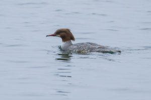 Common Merganser (Mergus merganser)