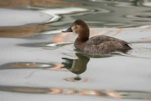 Common Pochard (Aythya ferina)