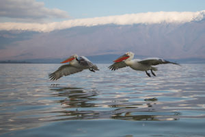 Dalmatian Pelican (Pelecanus crispus)