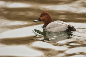 Common Pochard (Aythya ferina)