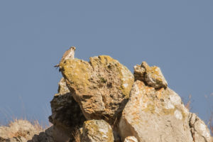 Lanner Falcon (Falco biarmicus)