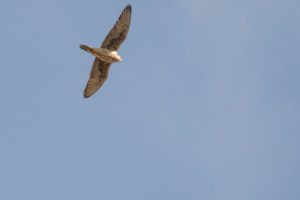 Lanner Falcon (Falco biarmicus)