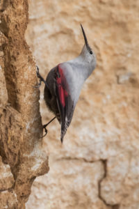 Wallcreeper (Tichodroma muraria)