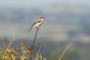 Lesser Gray Shrike (Lanius minor)