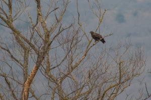 Greater Spotted Eagle (Clanga clanga)