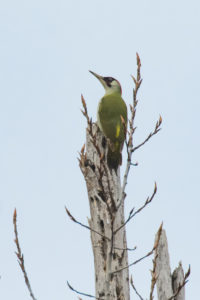 Eurasian Green Woodpecker (Picus viridis)