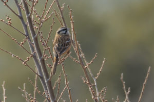 Rock Bunting (Emberiza cia)