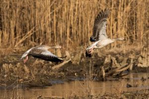 Graylag Goose (Anser anser)