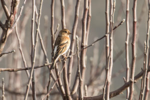 Brambling (Fringilla montifringilla)