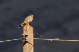 Eurasian Kestrel (Falco tinnunculus)