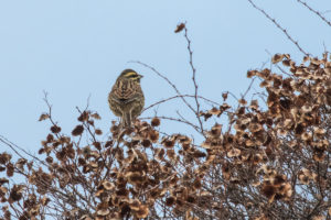 Cirl Bunting (Emberiza cirlus)