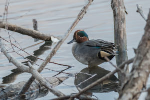 Green-winged Teal (Anas crecca)