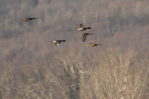 Mallard (Anas platyrhynchos)