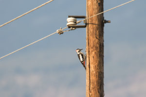 Syrian Woodpecker (Dendrocopos syriacus)