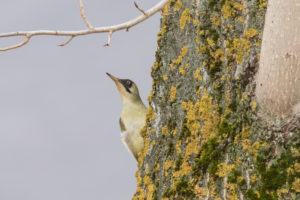 Eurasian Green Woodpecker (Picus viridis)