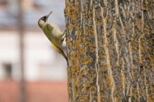 Eurasian Green Woodpecker (Picus viridis)